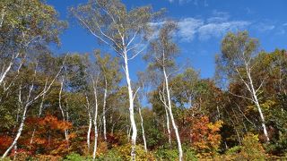 紅葉の絶景が広がる