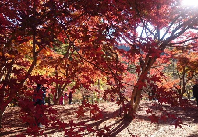 月の石もみじ公園