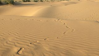 キャメルサファリで