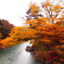 楓橋から見る紅葉