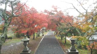 まだ紅葉ロードできてなかった