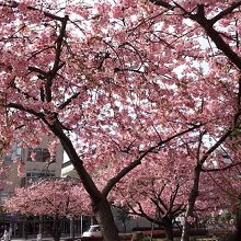 桜の時期に訪れてほしい