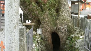 クスノキの巨木の胎内くぐり