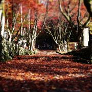 鶏足寺 紅葉状況（2017年11月19日）♪