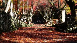 鶏足寺 紅葉状況（2017年11月19日）♪