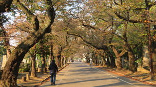 歴史ある東京都営の墓地