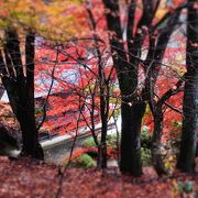 色んな紅葉が観られます ♪