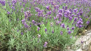 関東で見れるラベンダー