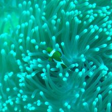 カクレクマノミ