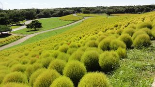 緑色のコキアを見に