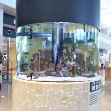 カラフルな水槽