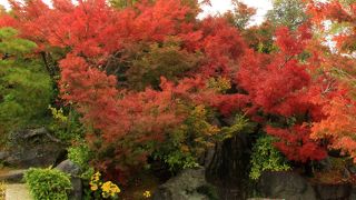 日本庭園の紅葉が綺麗でした