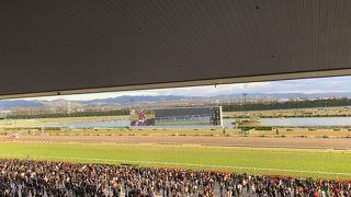 UMAJOになりましょ