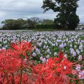 ホテイアオイの群生地