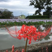 彼岸花とホテイアオイ（1）