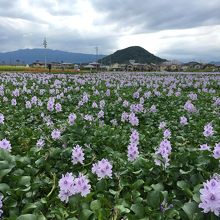 畝傍山とホテイアオイ