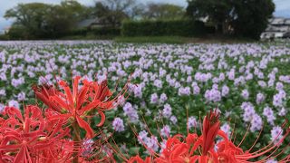 ホテイアオイの群生地