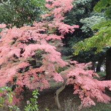 上野大仏付近の紅葉