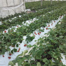 広いビニールハウス