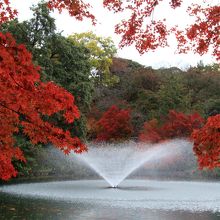 紅葉が見頃でした By 温泉大好き 高岡古城公園のクチコミ フォートラベル 紅葉が見頃でした By 温泉大好き 高岡古城公園のクチコミ フォートラベル