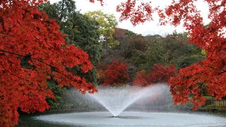 紅葉が見頃でした By 温泉大好き 高岡古城公園のクチコミ フォートラベル