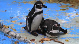 小さいながら無料の動物園