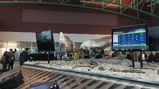 YXY white horse airport