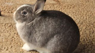 50匹程度のうさぎが放し飼い