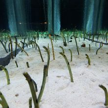 ちんあなごのエサタイム