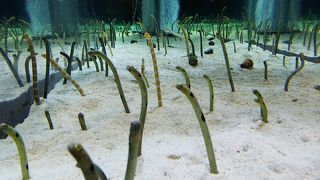 コンパクトな水族館