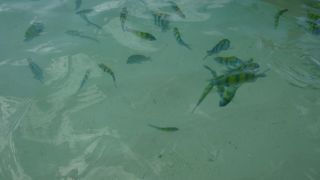 超にぎやかな島