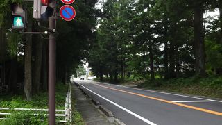 すっきりと天を突く杉並木に米の友人は感激