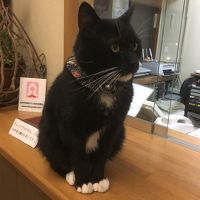 可愛いソックスさん