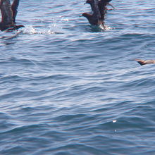 ハイイロミズナギドリ