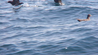 ハイイロミズナギドリを見てきました。