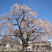 道路脇に咲くしだれ桜の大木