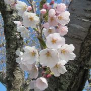 桜は、五稜郭公園満開後、２、３日後が良い？