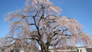 道路脇に咲くしだれ桜の大木