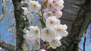 桜は、五稜郭公園満開後、２、３日後が良い？