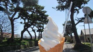 とても長い松並木