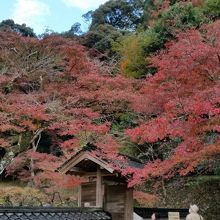 紅葉が美しい