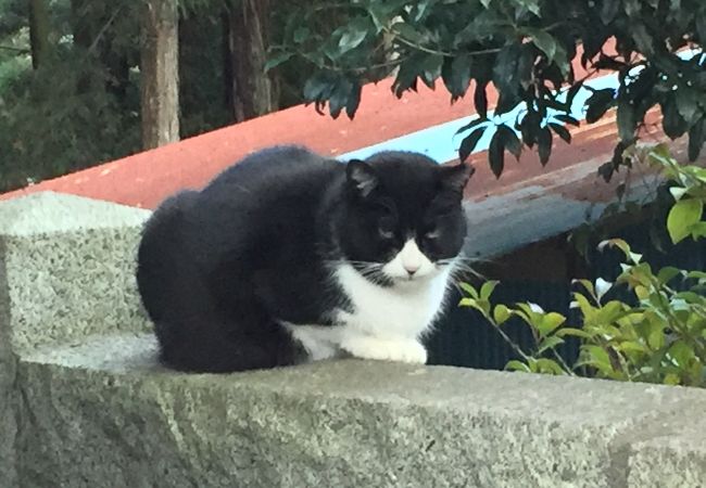 埼玉県で猫神社として有名な出雲伊波比神社です。毛呂山町は瀬戸大也選手の出身地です。