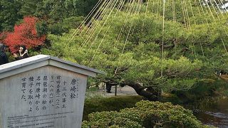 雪吊りの準備も