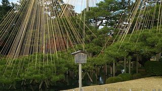 雪から木を守る