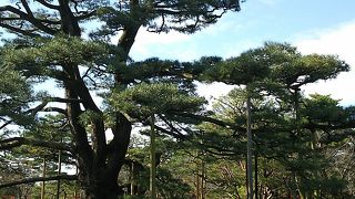 根の部分が特にすごい