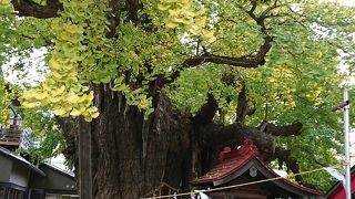 大木のイチョウ