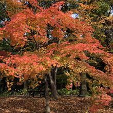 紅葉眺めてお散歩