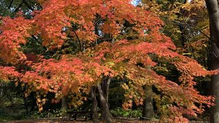 近くで紅葉狩り