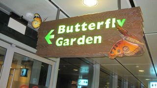 バタフライガーデン 