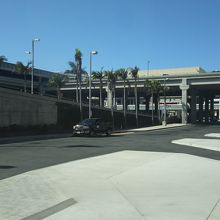 ヤシの木がありました